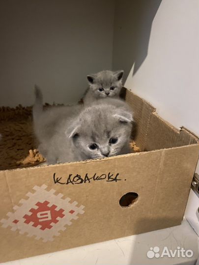 Британские котята