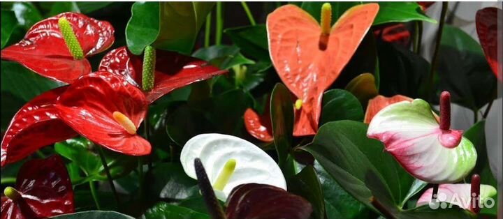 Антуриум Микс