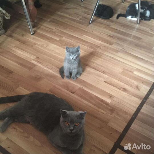 Котята от шотландской кошки, в добрые руки