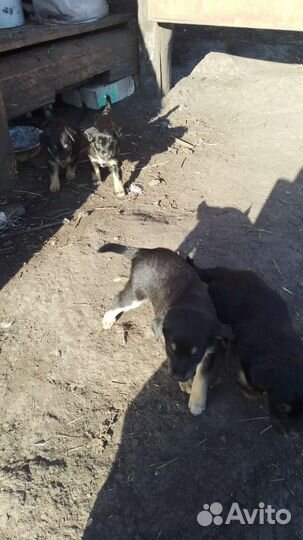 Щеночки в добрые руки