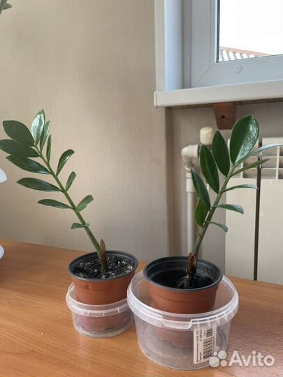 Замиокулькас растение 6 стволов