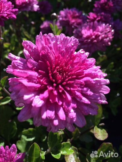 Хризантема зимующая многолетняя/доставка