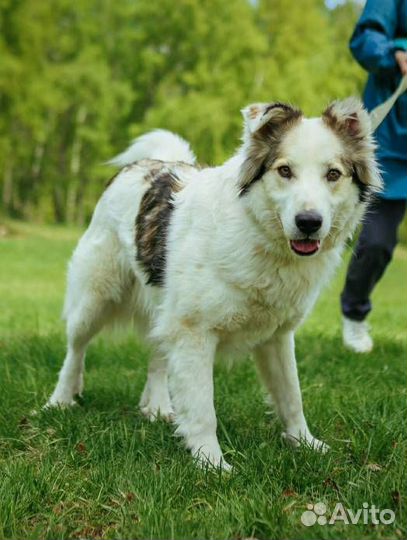 Лучшая собака из приюта бесплатно