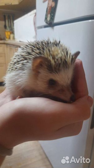 Кролик курица,утка, циплята,гусь,ежик в аренду