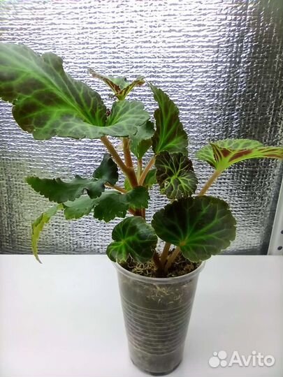 Белликония