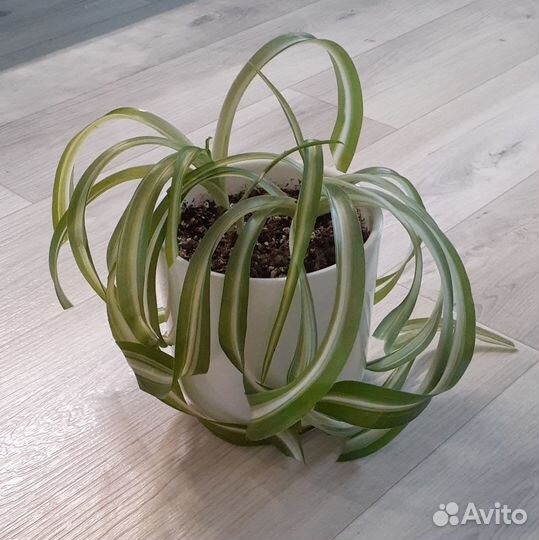 Хлорофитум