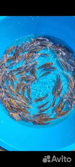 Карп кои порода шисуи