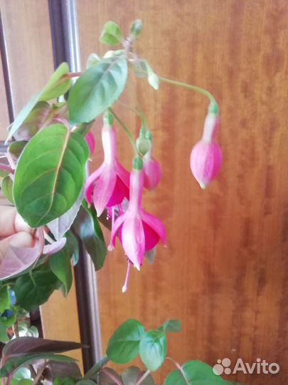 Комнатные растения