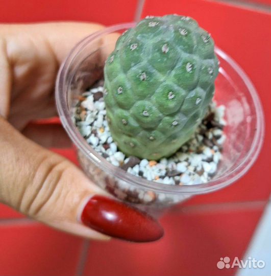 Кактус Геометрикус