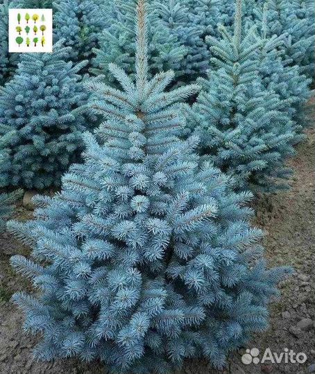 Крупномер голубая ель