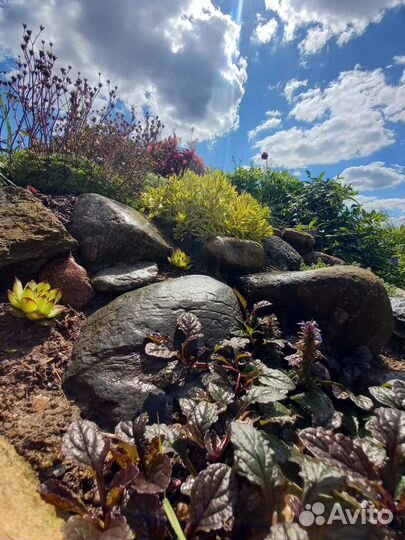 Растения для альпийской горки