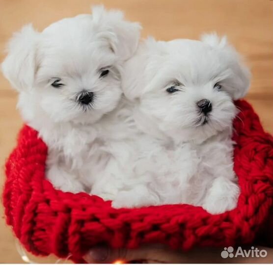 Мальтипу f1 Щенки девочка и мальчик