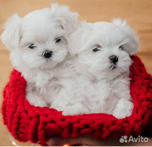 Мальтипу f1 Щенки девочка и мальчик