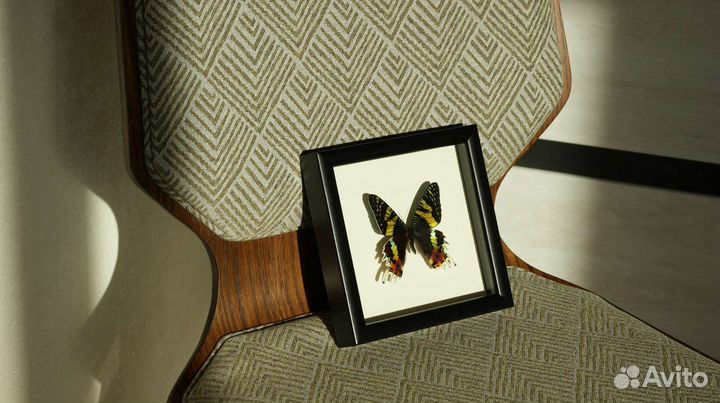 Бабочка в рамке - Урания мадагаскарская