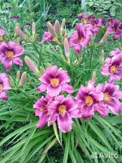 1.Лилейники сортовые в ассортименте
