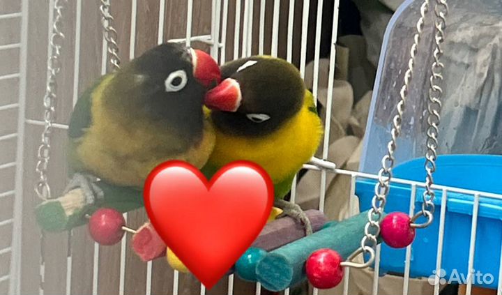 Попугаи неразлучники масковые