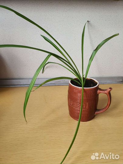 Хлорофитум