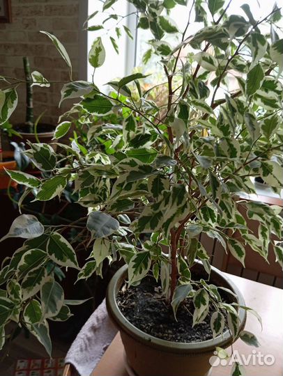 Фикус бенджамина