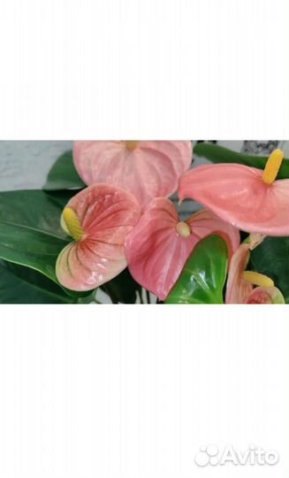 Антуриум сенса