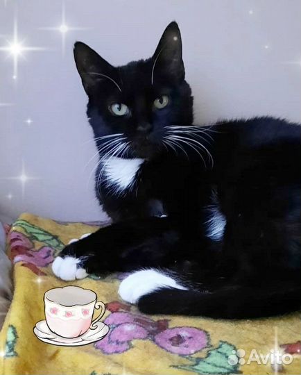 Кошка Муся
