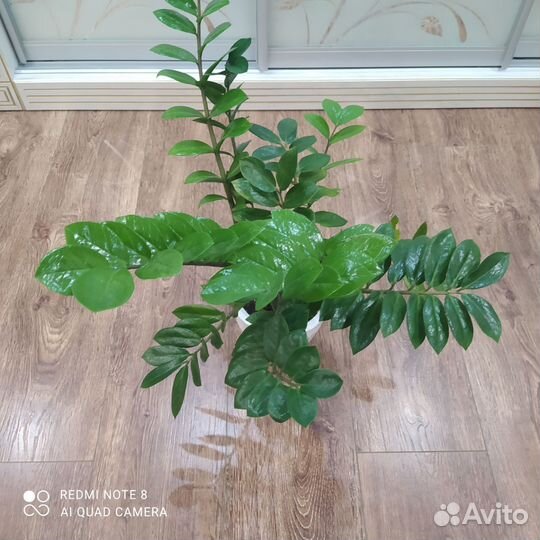 Замиокулькас долларовое дерево