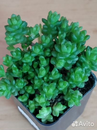 Суккуленты