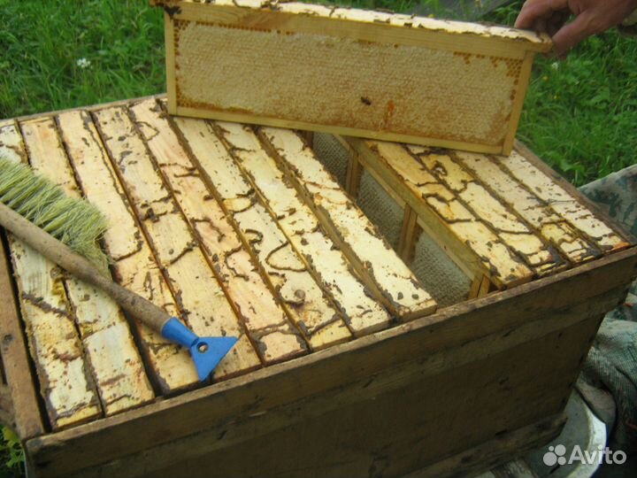 Мед цветочный 2023 года, оптом и в розницу