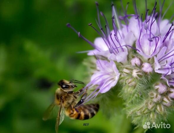 Мед 24 года из Алтая опт