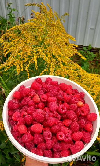 Ремонтантная малина