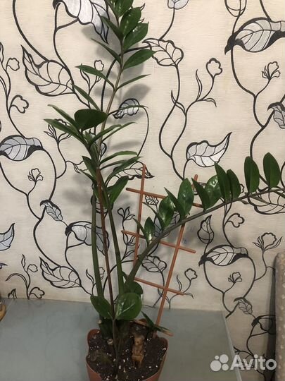 Замиокулькас