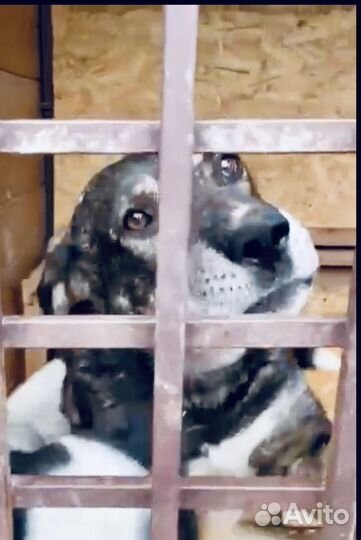 Собака в беде