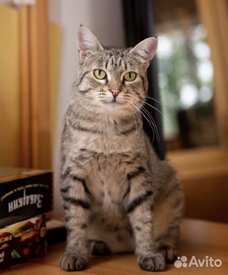 Кошка в добрые руки