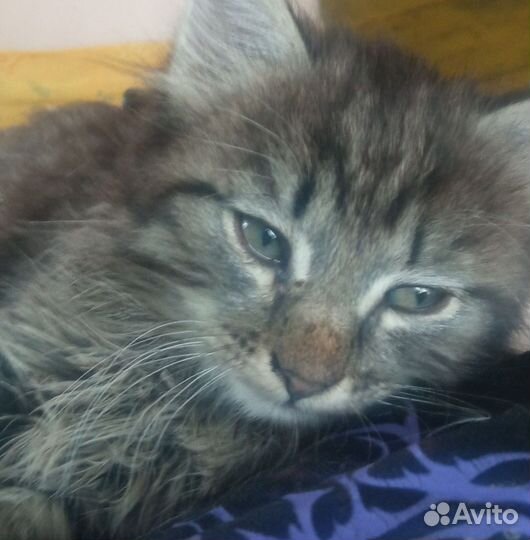 Котята