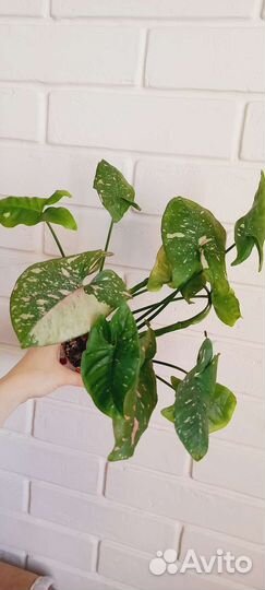 Сингониум Pink Neon и Pink splesh allusion