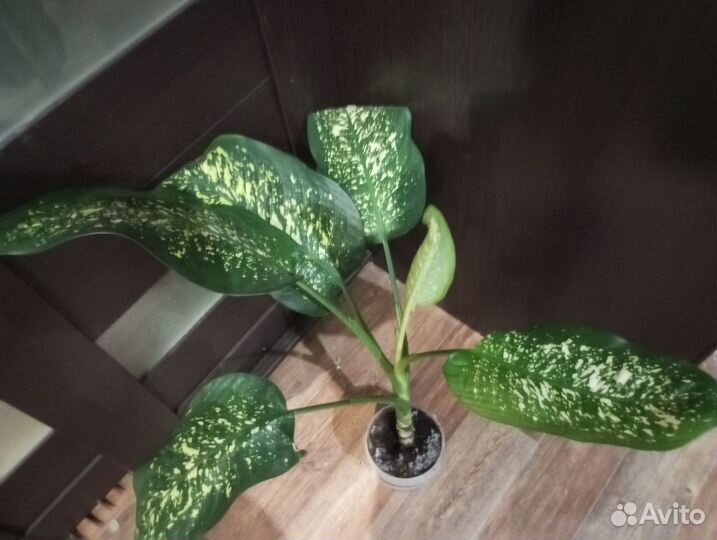 Комнатные домашние растения