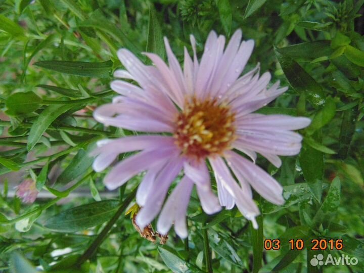 Многолетняя астра