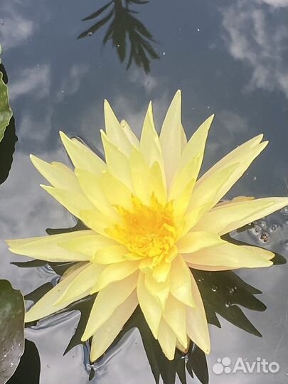 Нимфия PinWaree