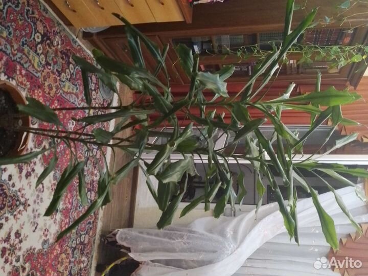 Пальма драцена, 1м50см