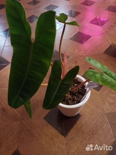 Филодендрон