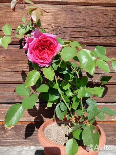 Роза плетистая пионовидная