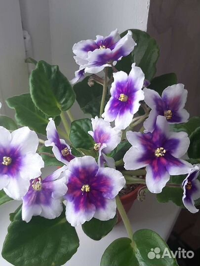 Листики сортовых фиалок