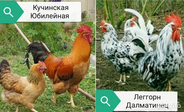 Цыплята Леггорн Далматинец, Кучинская Юбилейная