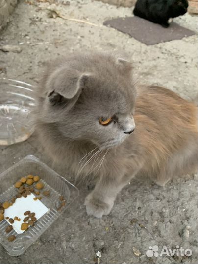 Кошка 1,5 годика