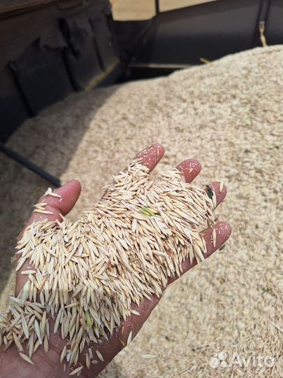 Семена овса (зимующего, Элита)