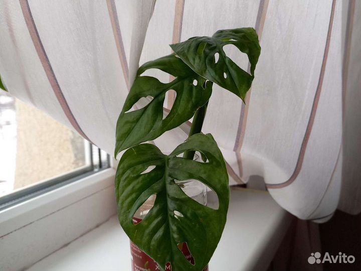 Монстера обликва манки маск, Шефлера вариегатная