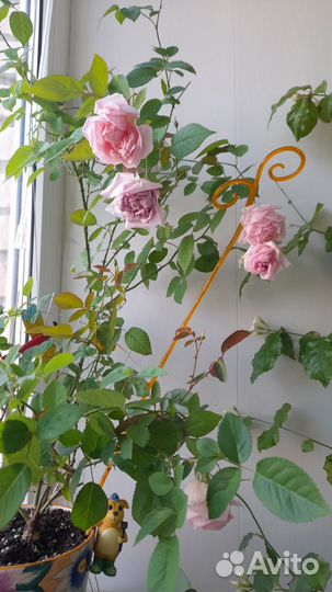 Комнатная Бенгальская роза