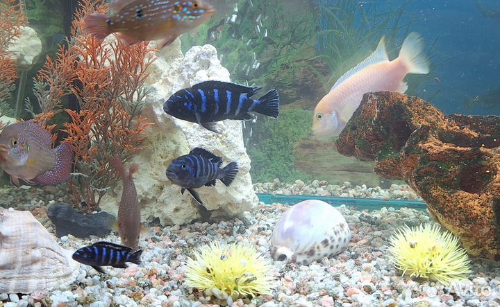 Аквариумные рыбки цихлиды в москве