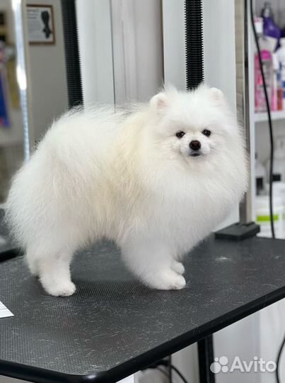 Породный груминг (стрижка) собак породы шпиц