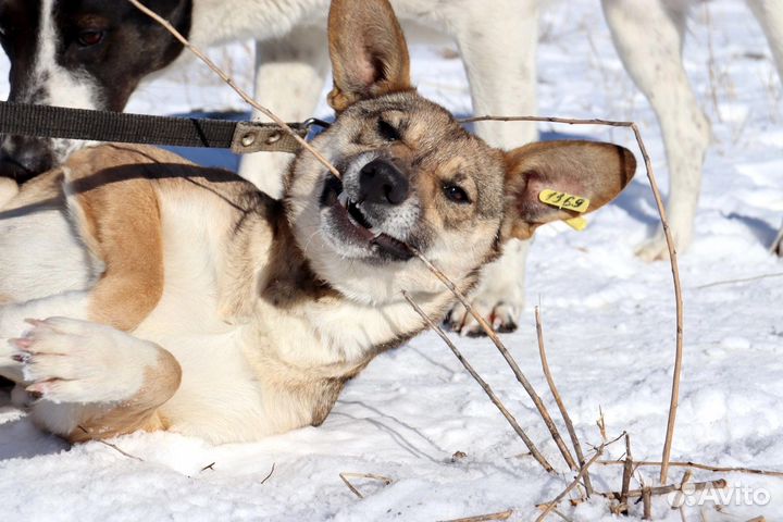 Астрид в добрые руки