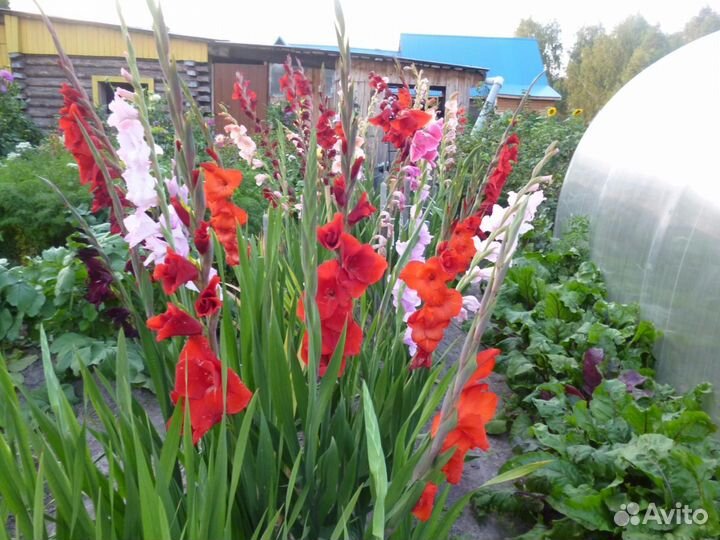 Гладиолусы луковицы